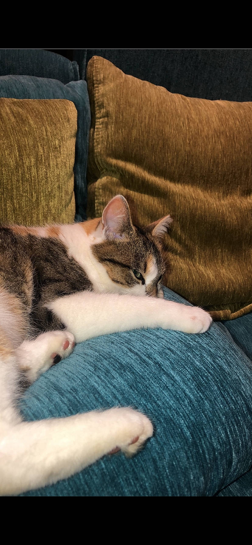 Njie a rejoint le concours — aidez-le/la à gagner de superbes lots ! blue, carnivore, cat, comfort, couch, fawn, felidae, finger, foot, gesture, hand, human_leg, lap, nail, small_to_medium_sized_cats, snout, textile, thigh, whiskers, wood