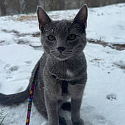 James joined the competition — help win amazing prizes! animal, background_blur, cat, cold, ears, eyes, fur, gray_cat, ground, harness, leash, outdoor, paw_prints, pet, portrait, sitting, snow, trees, whiskers, winter