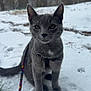 animal, background_blur, cat, cold, ears, eyes, fur, gray_cat, ground, harness, leash, outdoor, paw_prints, pet, portrait, sitting, snow, trees, whiskers, winter