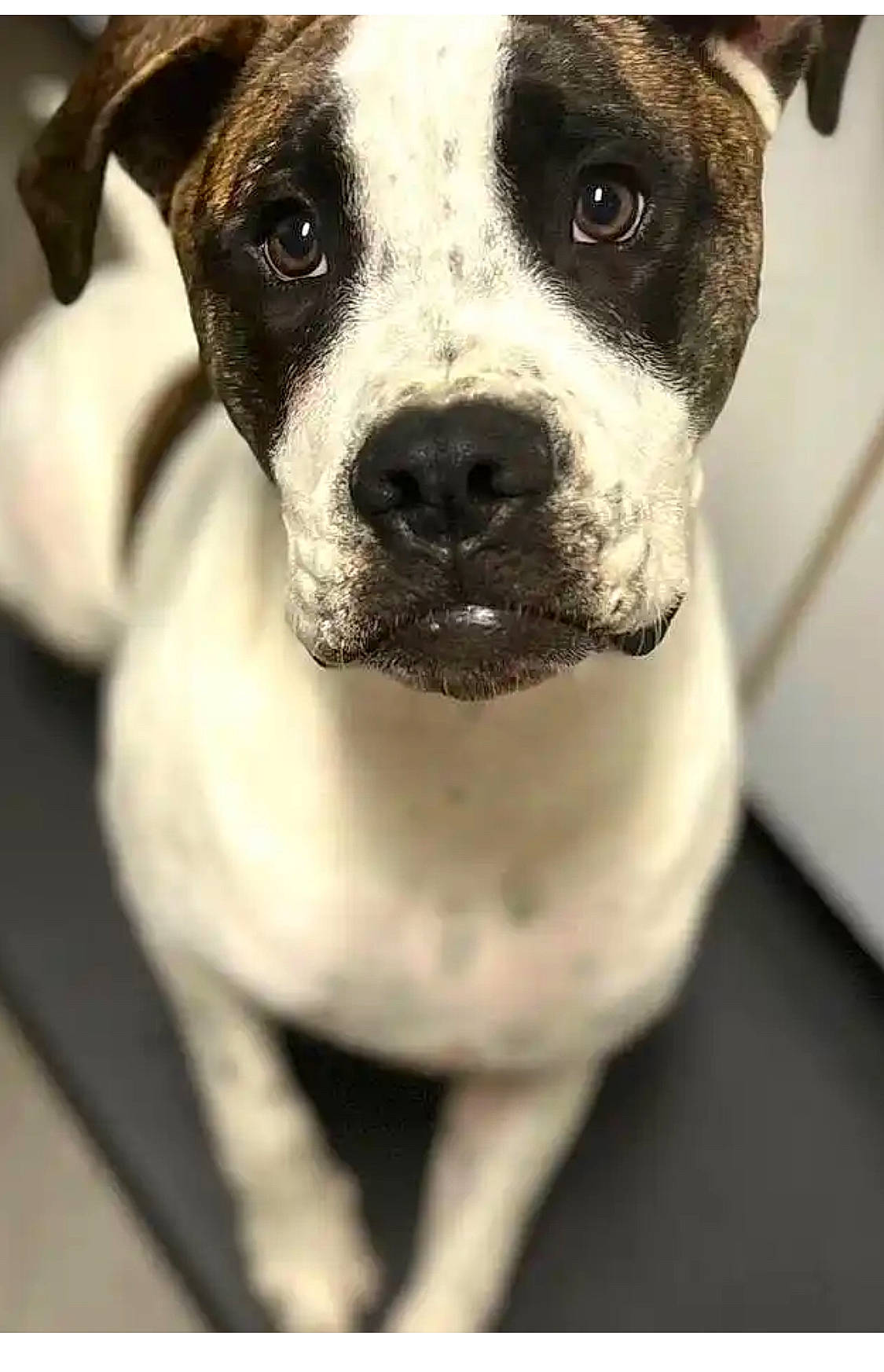 Tumnus joined the competition — help win amazing prizes! canidae, carnivore, collar, companion_dog, dog, dog_breed, dog_collar, fawn, fur, molosser, monochrome_photography, non_sporting_group, photography, snout, sporting_group, whiskers, white, working_animal, working_dog