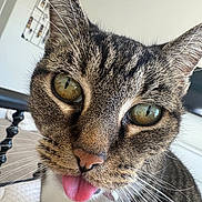 Beenie Weenie joined the competition — help win amazing prizes! cat, tabby, close_up, tongue_out, whiskers, green_eyes, pet, animal, cute, indoor, feline, playful, face, portrait, fur, nose, ears, domestic_animal, curious, background_blur