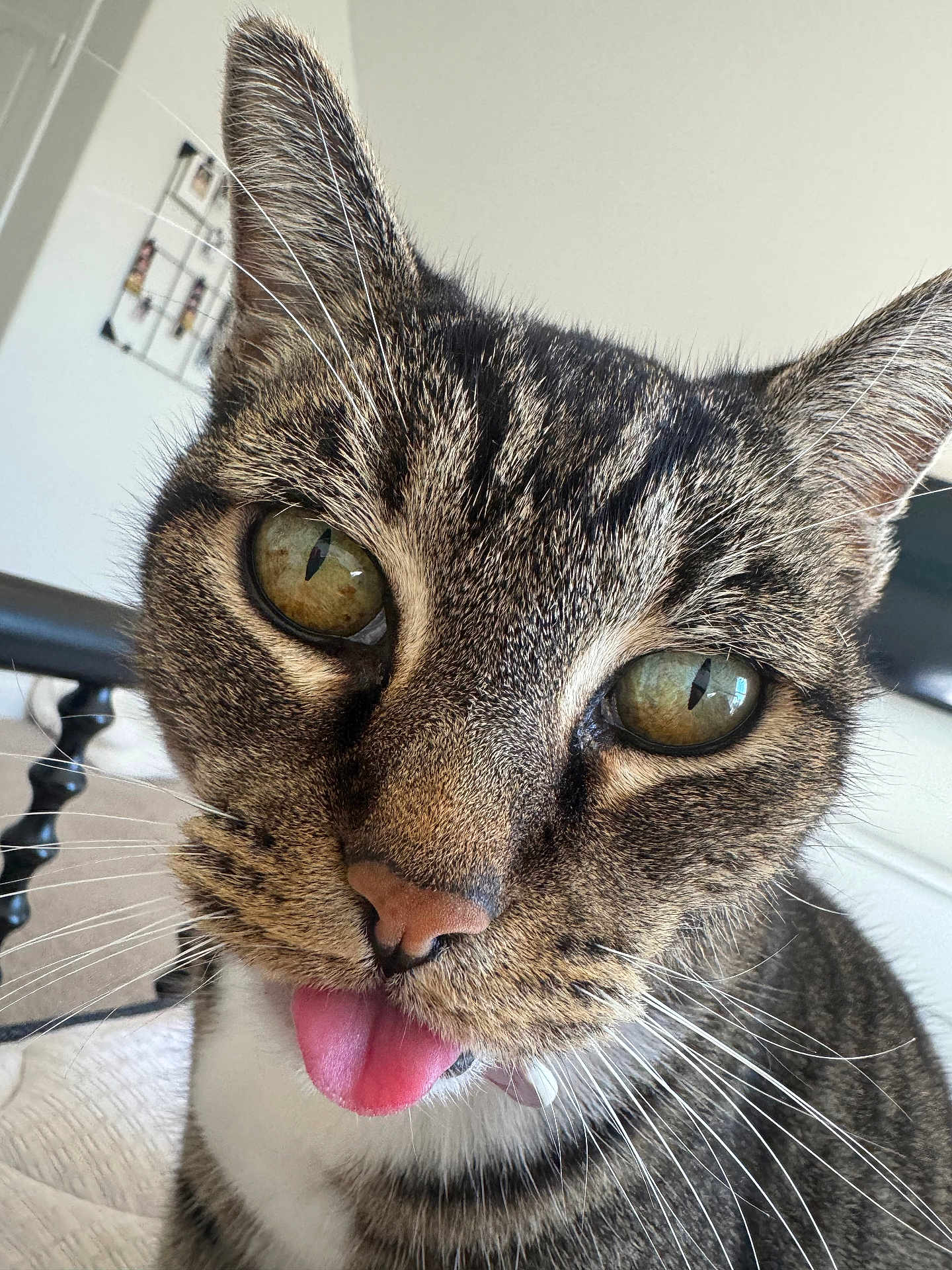 Beenie Weenie joined the competition — help win amazing prizes! cat, tabby, close_up, tongue_out, whiskers, green_eyes, pet, animal, cute, indoor, feline, playful, face, portrait, fur, nose, ears, domestic_animal, curious, background_blur