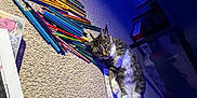 Beenie Weenie is registered to the contest to win money with this photo: art_supplies, blue_light, carpet, cat, colored_pencils, colorful, creative, feline, floor, home, household, indoor, laying_down, messy, paper, pet, purple_light, relaxed, stationery, tabby_cat