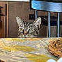 cat, tabby, tablecloth, curious, kitchen, chair, indoor, pet, animal, domestic, feline, ears, eyes, wood, furniture, background, table, pattern, cozy, home