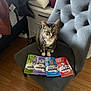 cat, tabby_cat, chair, cat_treats, packets, indoor, flooring, wood_floor, bed, blanket, laundry_basket, furniture, pet, domestic_cat, curious, seated, gray_chair, home, cozy, room