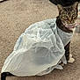 cat, tabby, collar, plastic_bag, carpet, indoor, pet, animal, curious, sitting, fur, whiskers, ears, tail, domestic, feline, cute, looking, floor, household