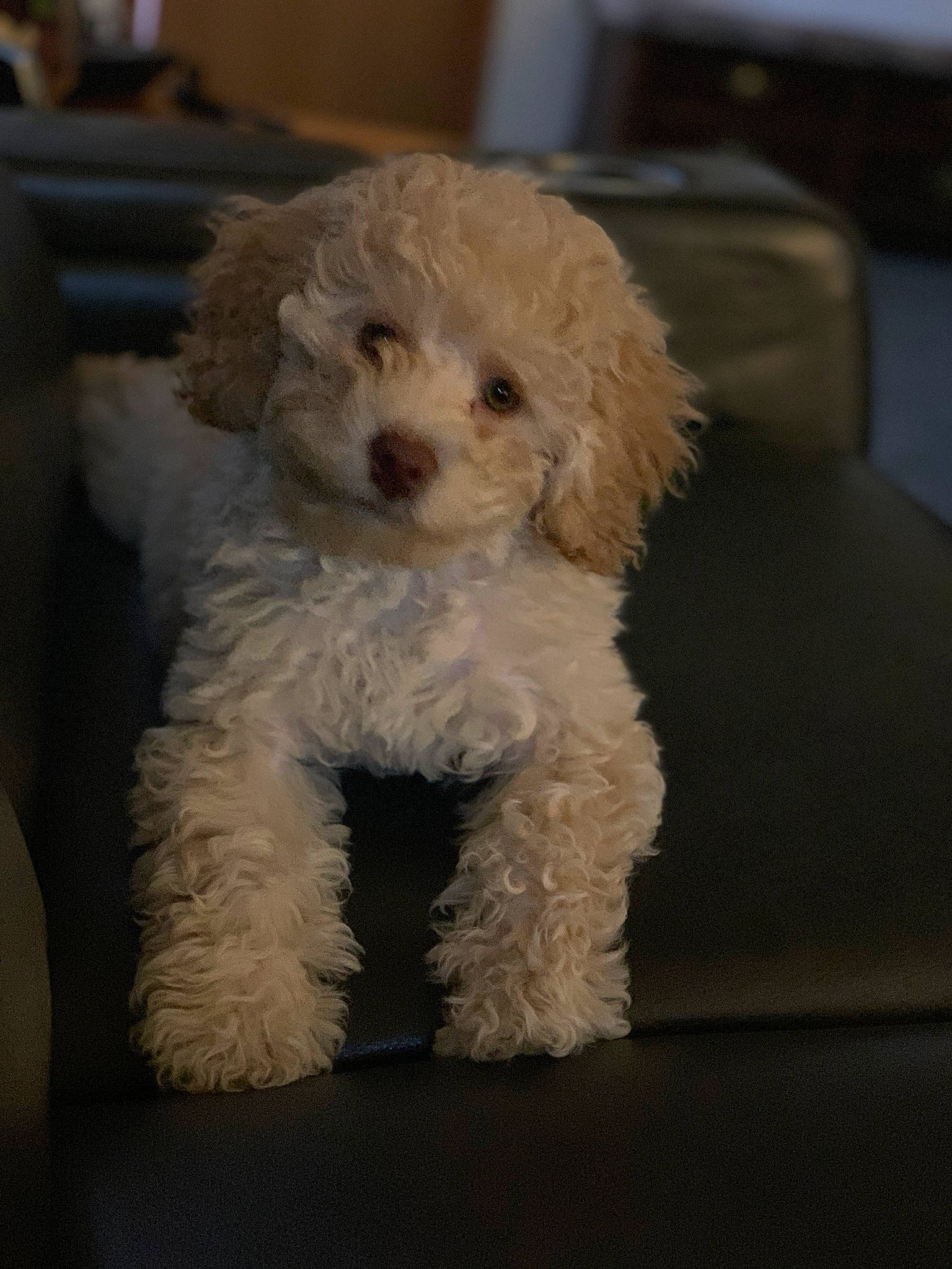 Barley is registered to the contest to win money with this photo: canidae, carnivore, cavapoo, cockapoo, companion_dog, dog, dog_breed, goldendoodle, labradoodle, maltepoo, mammal, miniature_poodle, non_sporting_group, poodle, poodle_crossbreed, puppy, schnoodle, snout, toy_poodle, vertebrate