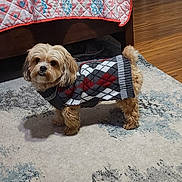 Beau joined the competition — help win amazing prizes! dog, small_dog, sweater, argyle_pattern, carpet, indoor, bed, quilt, wooden_floor, furniture, tail, pet, cozy, curious, fluffy, home, patterned_rug, room, domestic, cute