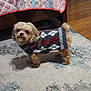 dog, small_dog, sweater, argyle_pattern, carpet, indoor, bed, quilt, wooden_floor, furniture, tail, pet, cozy, curious, fluffy, home, patterned_rug, room, domestic, cute