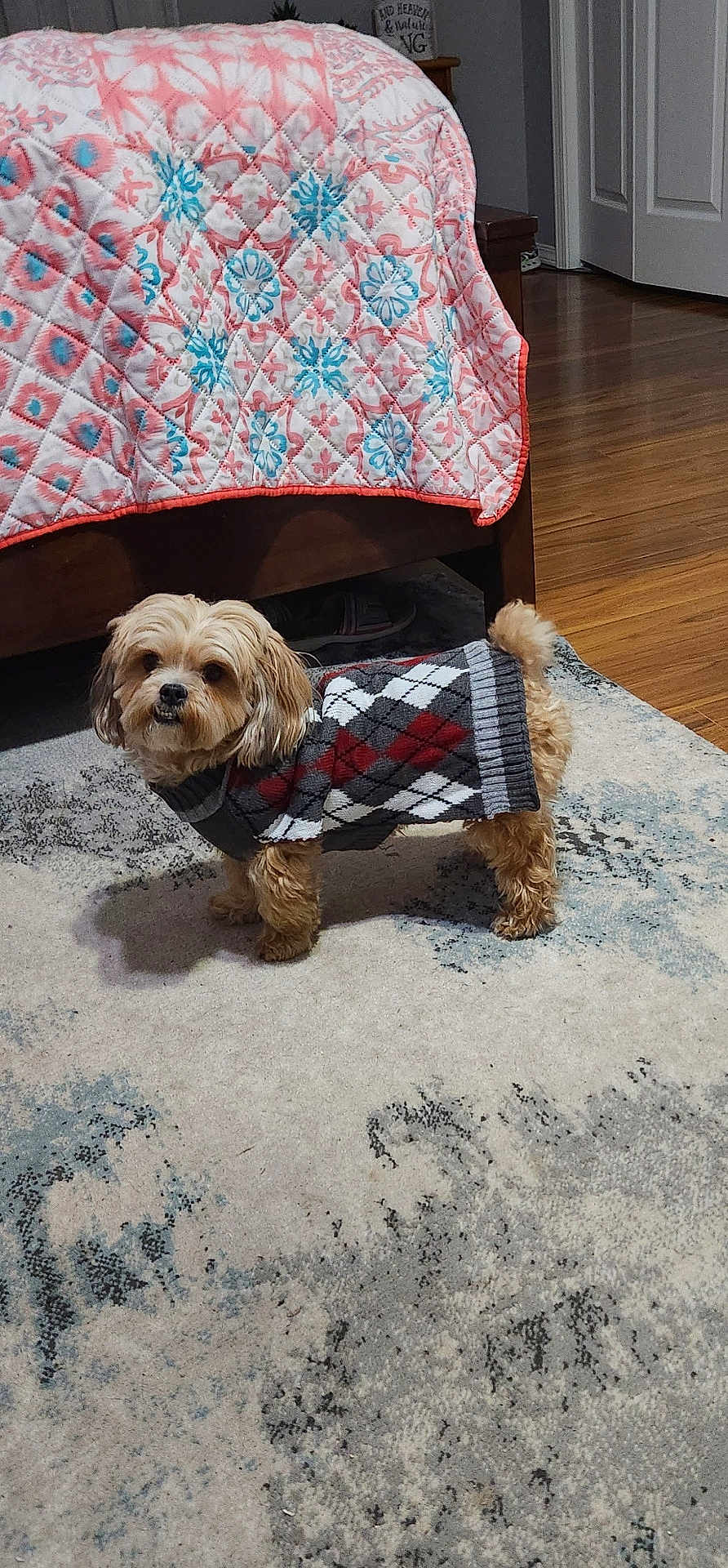 Beau joined the competition — help win amazing prizes! dog, small_dog, sweater, argyle_pattern, carpet, indoor, bed, quilt, wooden_floor, furniture, tail, pet, cozy, curious, fluffy, home, patterned_rug, room, domestic, cute