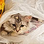cat, plastic_bag, curious, green_eyes, fluffy, gray_cat, white_cat, paws, indoor, floor, sunflower_pattern, pet, animal, closeup, whiskers, face, fur, cute, playful, hidden