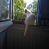 Zaza a rejoint le concours — aidez-le/la à gagner de superbes lots ! animal, brown_cat, cat, companionship, dog, door, garden, home, looking_outside, nature, outdoors, pets, portrait, sitting, sunlight, tail, trees, white_dog, window, window_sill