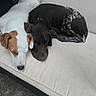 animals, black_dog, brown_patches, chair, companionship, curled_up, cushion, dogs, fur, nap, outdoor, patio, pet, photography, puppies, relaxed, resting, sleeping, spotted_dog, white_dog