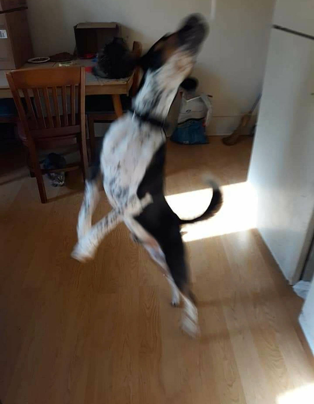 Noah Layne joined the competition — help win amazing prizes! carnivore, comfort, companion_dog, dog, dog_breed, fawn, felidae, floor, flooring, fur, hardwood, laminate_flooring, room, small_to_medium_sized_cats, sporting_group, tail, varnish, wood, wood_flooring, wood_stain