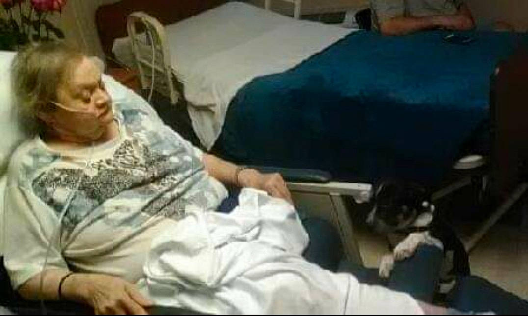 Noah Layne is registered to the contest to win money with this photo: bedding, comfort, companion_dog, dog_breed, event, fun, fur, linens, room, sitting, thigh