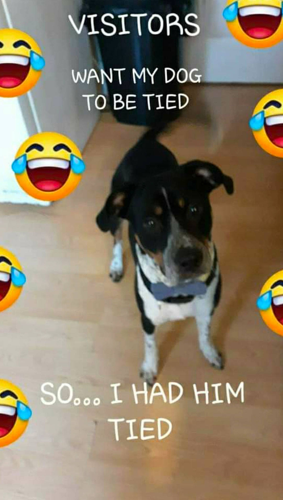 Noah Layne is registered to the contest to win money with this photo: advertising, canidae, carnivore, companion_dog, dog, dog_breed, dog_supply, emoticon, font, graphics, happy, logo, paw, photo_caption