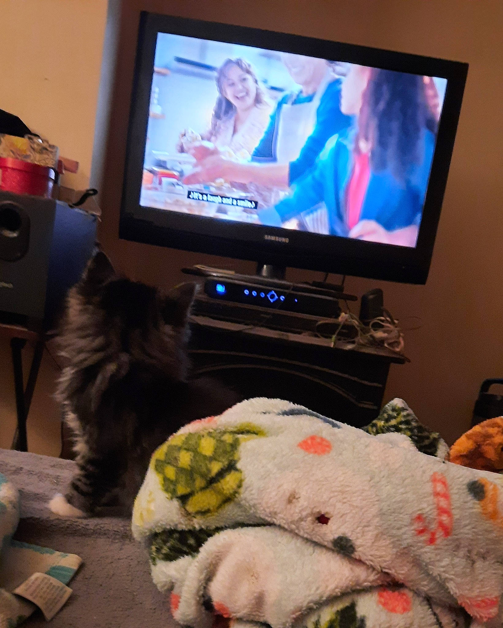 Scoot Scoot Gussy Gus joined the competition — help win amazing prizes! audio_equipment, cable_television, comfort, companion_dog, display_device, electronic_device, felidae, flat_panel_display, fur, gadget, home_appliance, led_backlit_lcd_display, multimedia, output_device, selfie, small_to_medium_sized_cats, technology, television, television_set, whiskers