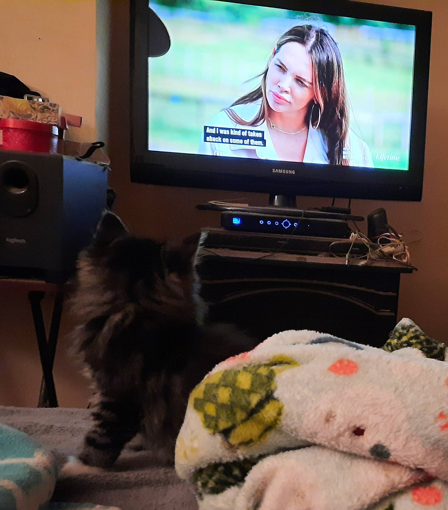 Scoot Scoot Gussy Gus is registered to the contest to win money with this photo: audio_equipment, cable_television, carnivore, cat, comfort, companion_dog, display_device, electronic_device, entertainment_center, felidae, flat_panel_display, gadget, home_appliance, living_room, output_device, small_to_medium_sized_cats, snapshot, television, television_set, whiskers