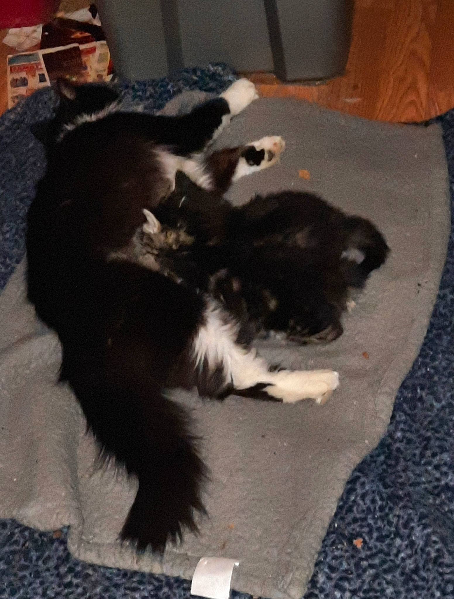 Scoot Scoot Gussy Gus joined the competition — help win amazing prizes! asphalt, canidae, carnivore, cat, companion_dog, dog_breed, fedora, felidae, flooring, fur, hardwood, hat, paw, road_surface, small_to_medium_sized_cats, sporting_group, sun_hat, tail, whiskers, working_animal