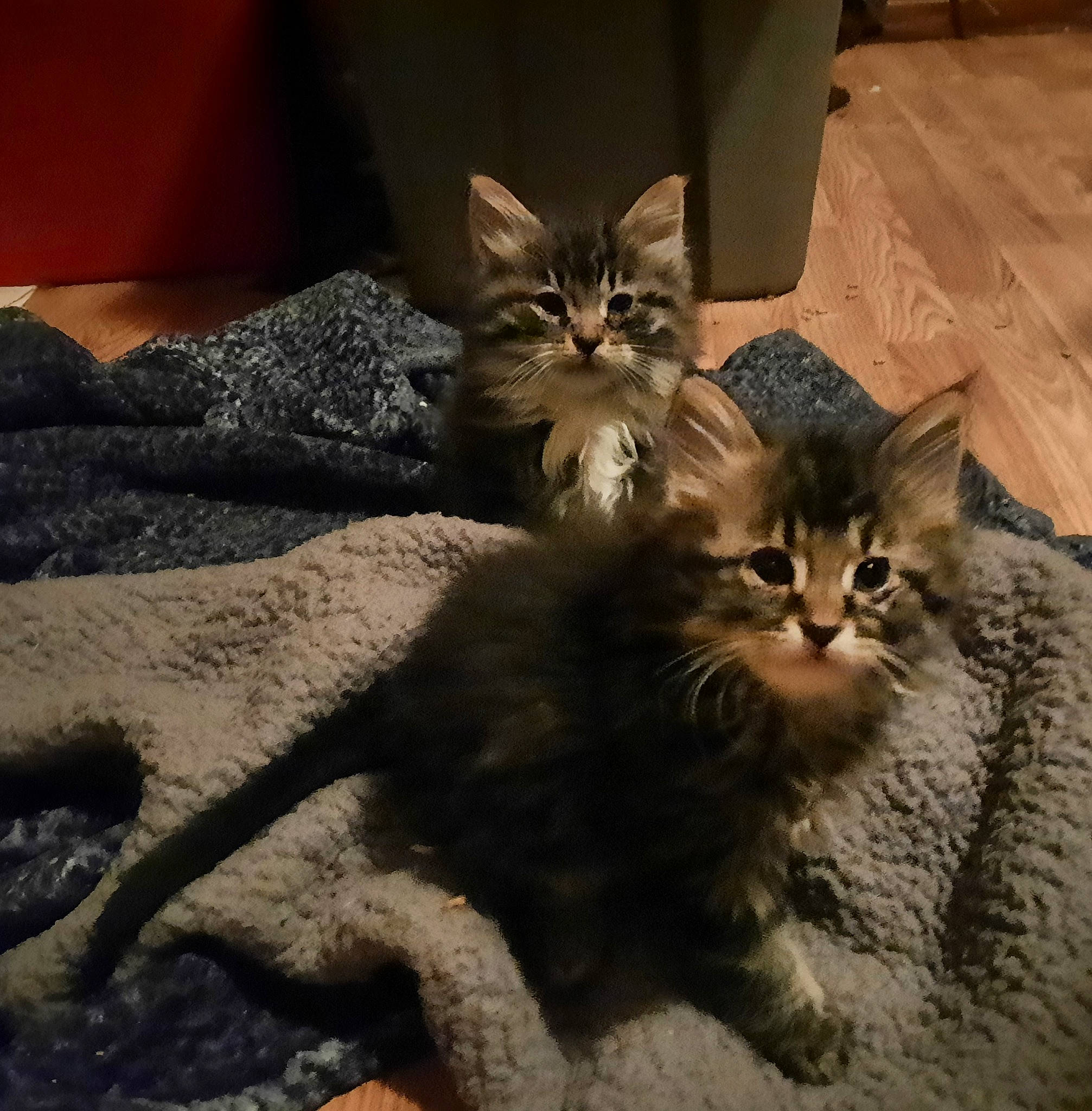 Scoot Scoot Gussy Gus