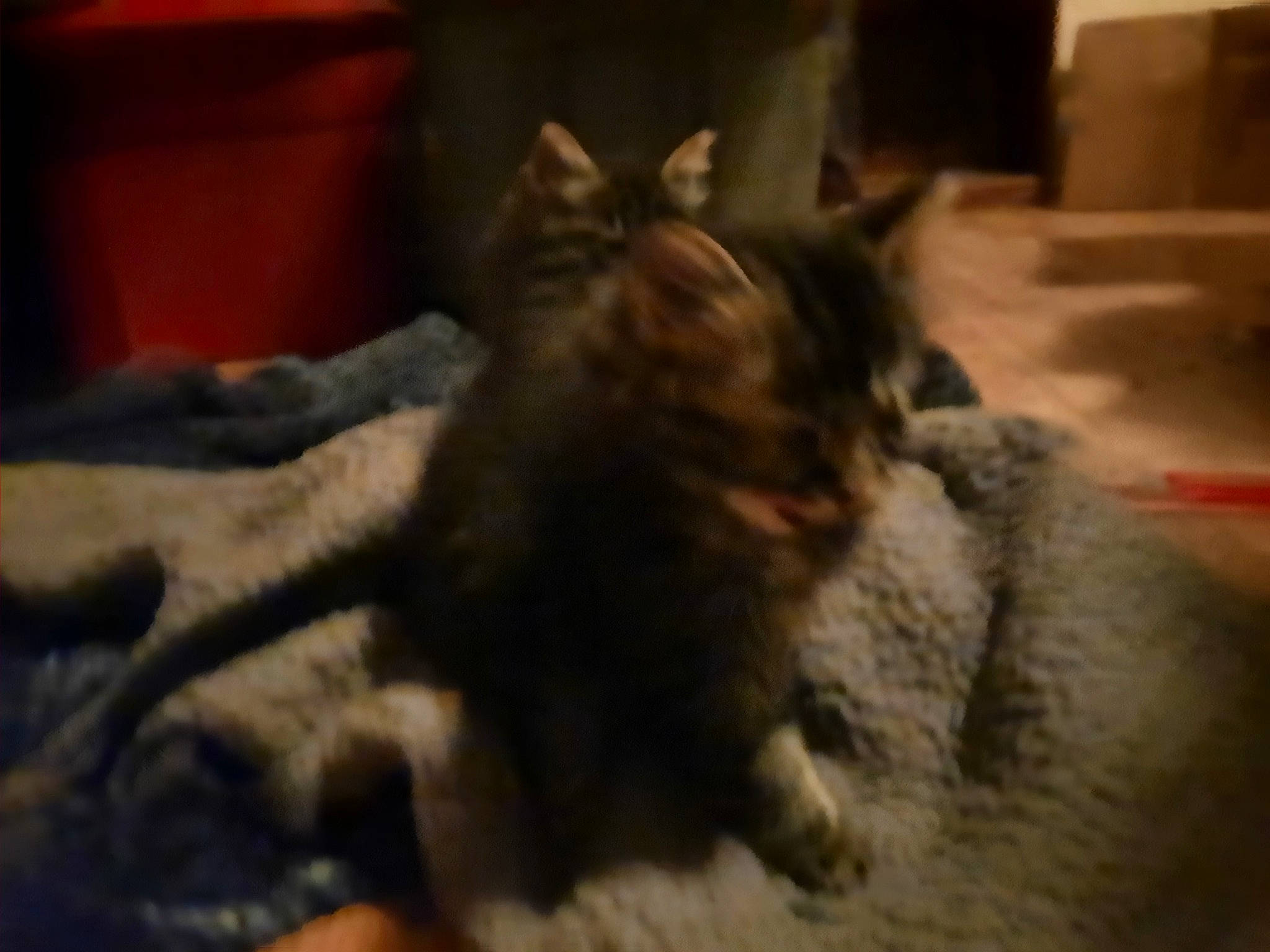 Scoot Scoot Gussy Gus is registered to the contest to win money with this photo: canidae, carnivore, cat, claw, comfort, dog_breed, domestic_short_haired_cat, felidae, fur, nap, paw, small_to_medium_sized_cats, snout, tail, terrestrial_animal, whiskers