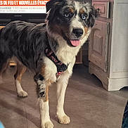 Baya a rejoint le concours — aidez-le/la à gagner de superbes lots ! dog, indoor, blue_eyes, tongue_out, harness, floor, cabinet, television, furniture, pet, animal, standing, fur, friendly, house, room, decor, domestic, canine, curious