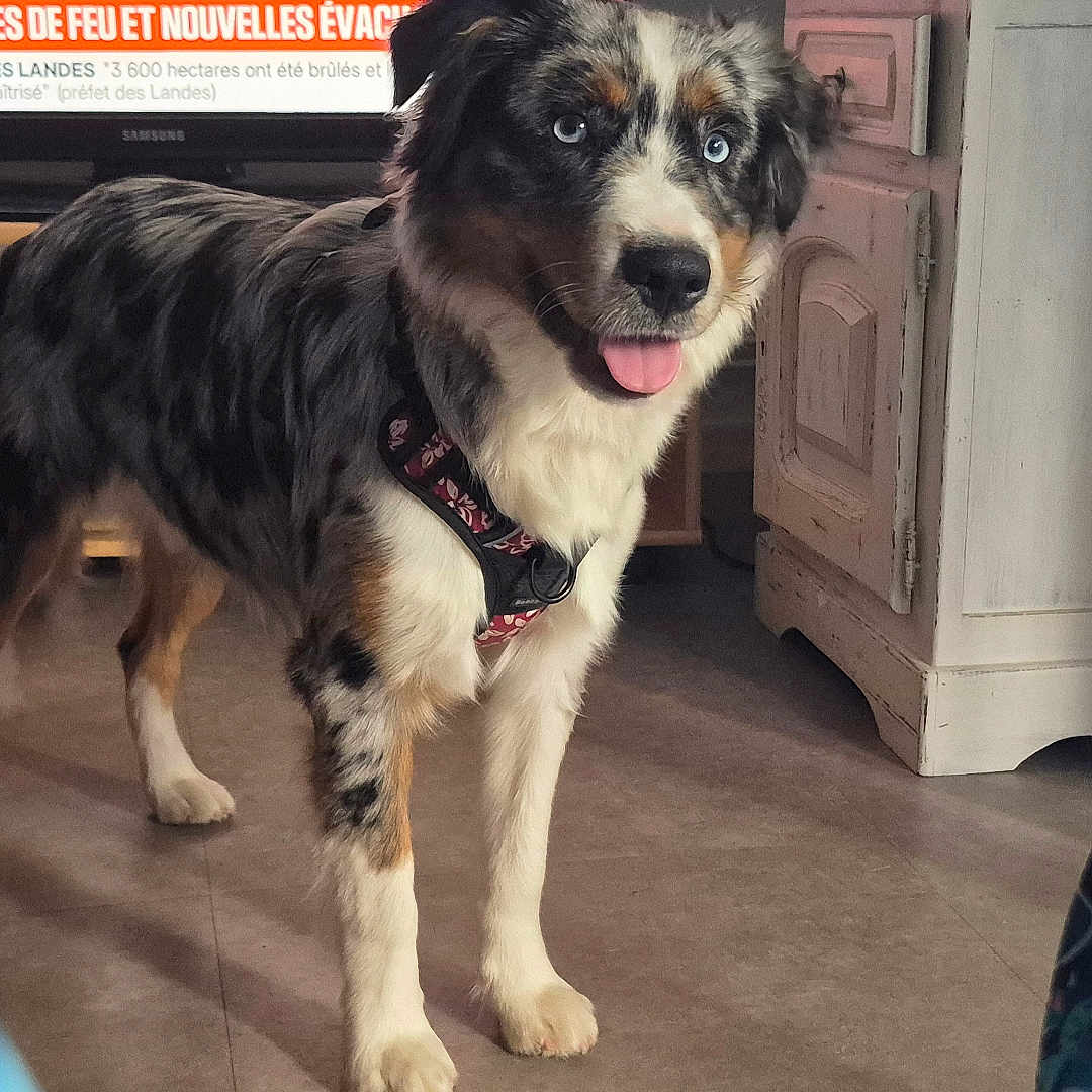 Baya a rejoint le concours — aidez-le/la à gagner de superbes lots ! dog, indoor, blue_eyes, tongue_out, harness, floor, cabinet, television, furniture, pet, animal, standing, fur, friendly, house, room, decor, domestic, canine, curious
