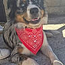 dog, puppy, fluffy, long_hair, tricolor, blue_eyes, bandana, red_bandana, paisley, sitting, lying_down, outdoor, vehicle, car, concrete, portrait, pet, adorable, happy, closeup