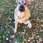 Jayda joined the competition — help win amazing prizes! dog, animal, pet, grass, leaves, outdoor, nature, ears, paw, canine, fall, autumn, brown, fur, sitting, alert, ground, daylight, cute, friendly