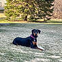 Mika is registered to the contest to win money with this photo: animal, backyard, canine, collar, daylight, doberman, dog, grass, house, lawn, nature, outdoor, pet, quiet, relaxed, resting, stick, summer, tree, watchful