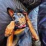 animal, black, brown, canine, closeup, collar, cute, doberman, dog, ears, expression, fur, indoors, leather_couch, lying_down, paws, pet, playful, relaxed, tongue