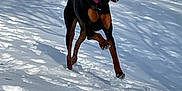 Mika joined the competition — help win amazing prizes! accessories, animal, appenzeller, bostonbull, boxer, bulldog, canine, chihuahua, dog, hound, leash, nature, outdoors, pet, plant, puppy, snow, strap, tree, vegetation