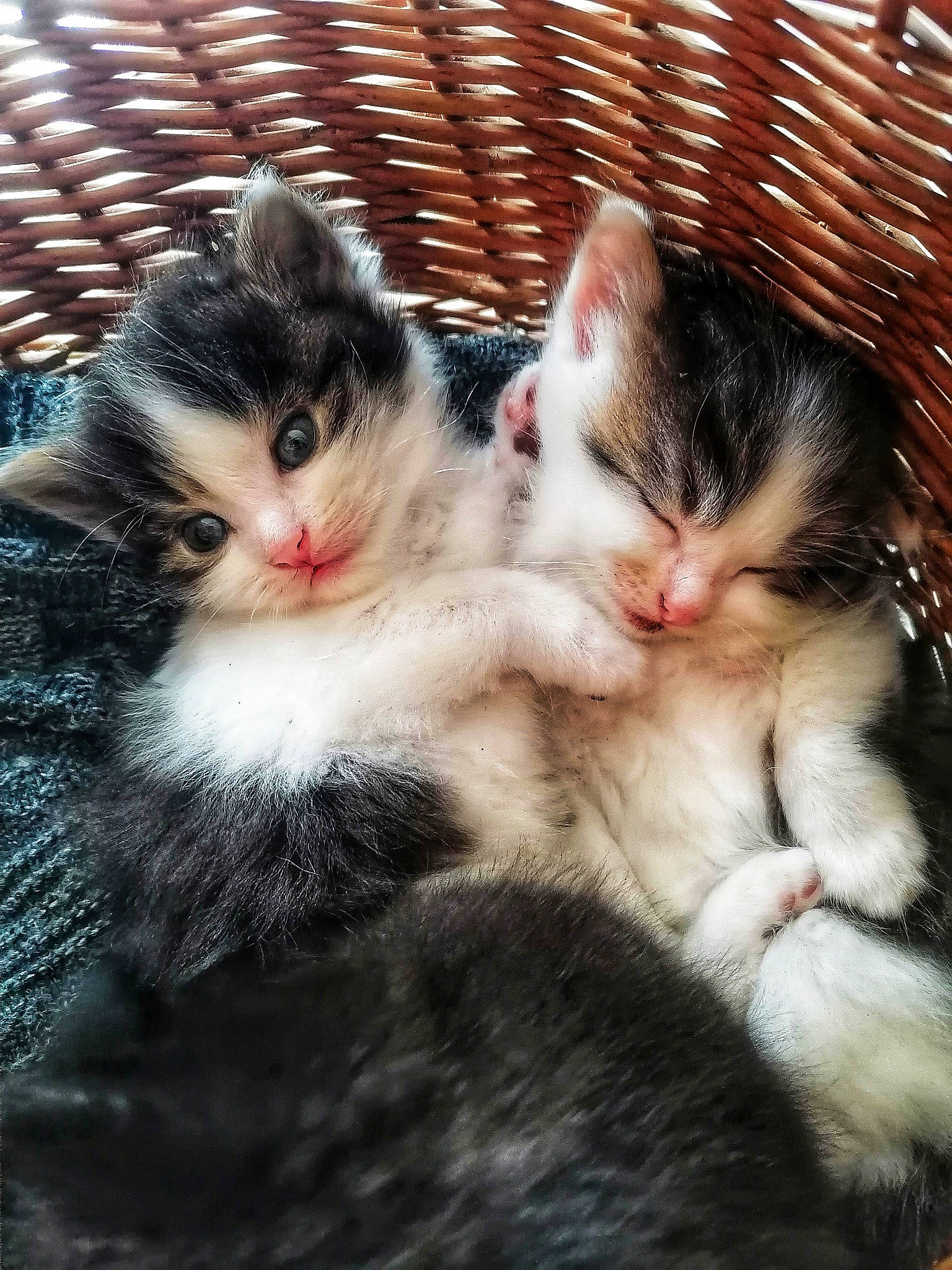 Scotty participe au concours pour gagner de l'argent avec cette photo : carnivore, cat, claw, comfort, domestic_short_haired_cat, eye, felidae, foot, fur, iris, leg, mammal, nose, paw, small_to_medium_sized_cats, snout, tail, tree, vertebrate, whiskers