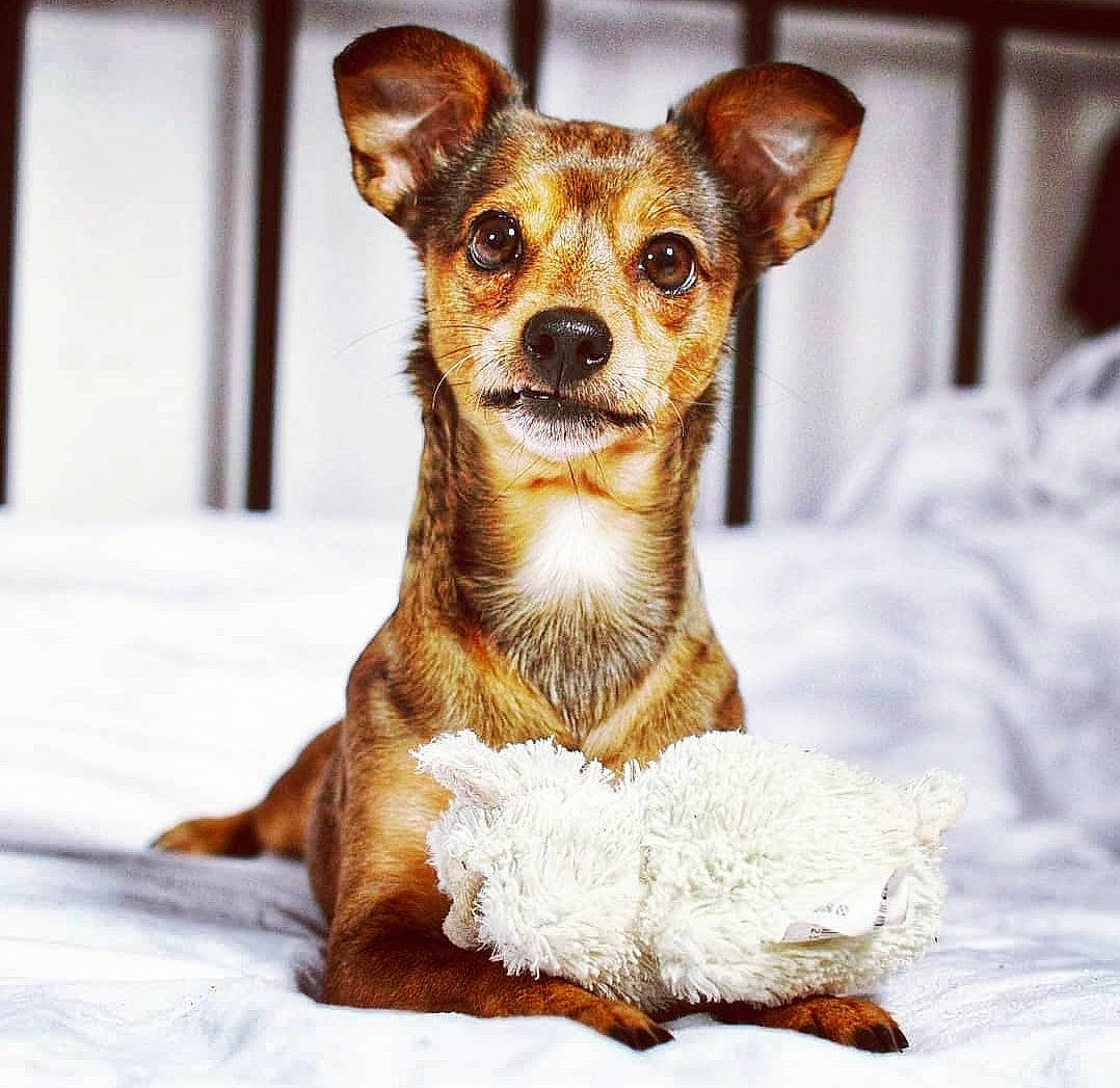 Louna a rejoint le concours — aidez-le/la à gagner de superbes lots ! ancient_dog_breeds, canidae, carnivore, companion_dog, dog, dog_breed, dog_supply, fawn, fur, pattern, paw, puppy, snout, tail, terrestrial_animal, toy_dog, whiskers, wildlife