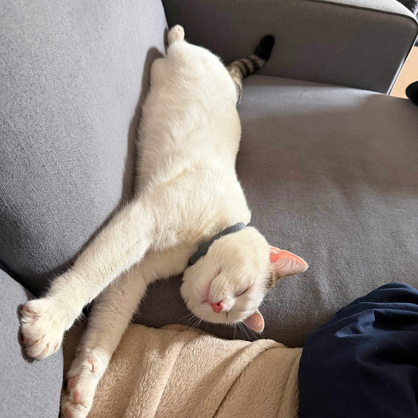 Aïko