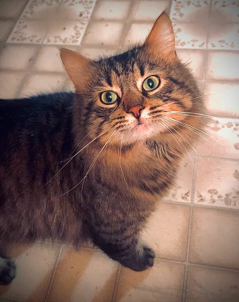 Daryl joined the competition — help win amazing prizes! aegean_cat, american_wirehair, asian, british_semi_longhair, california_spangled, carnivore, cat, domestic_short_haired_cat, dragon_li, european_shorthair, felidae, kitten, mammal, ojos_azules, pixie_bob, small_to_medium_sized_cats, snout, tabby_cat, vertebrate, whiskers