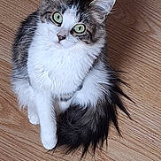 Plume participe au concours pour gagner de l'argent avec cette photo : animal, cat, curious, cute, domestic_animal, ears, feline, fluffy, fur, gray_fur, green_eyes, indoor, looking_up, paw, pet, sitting, tail, whiskers, white_fur, wooden_floor