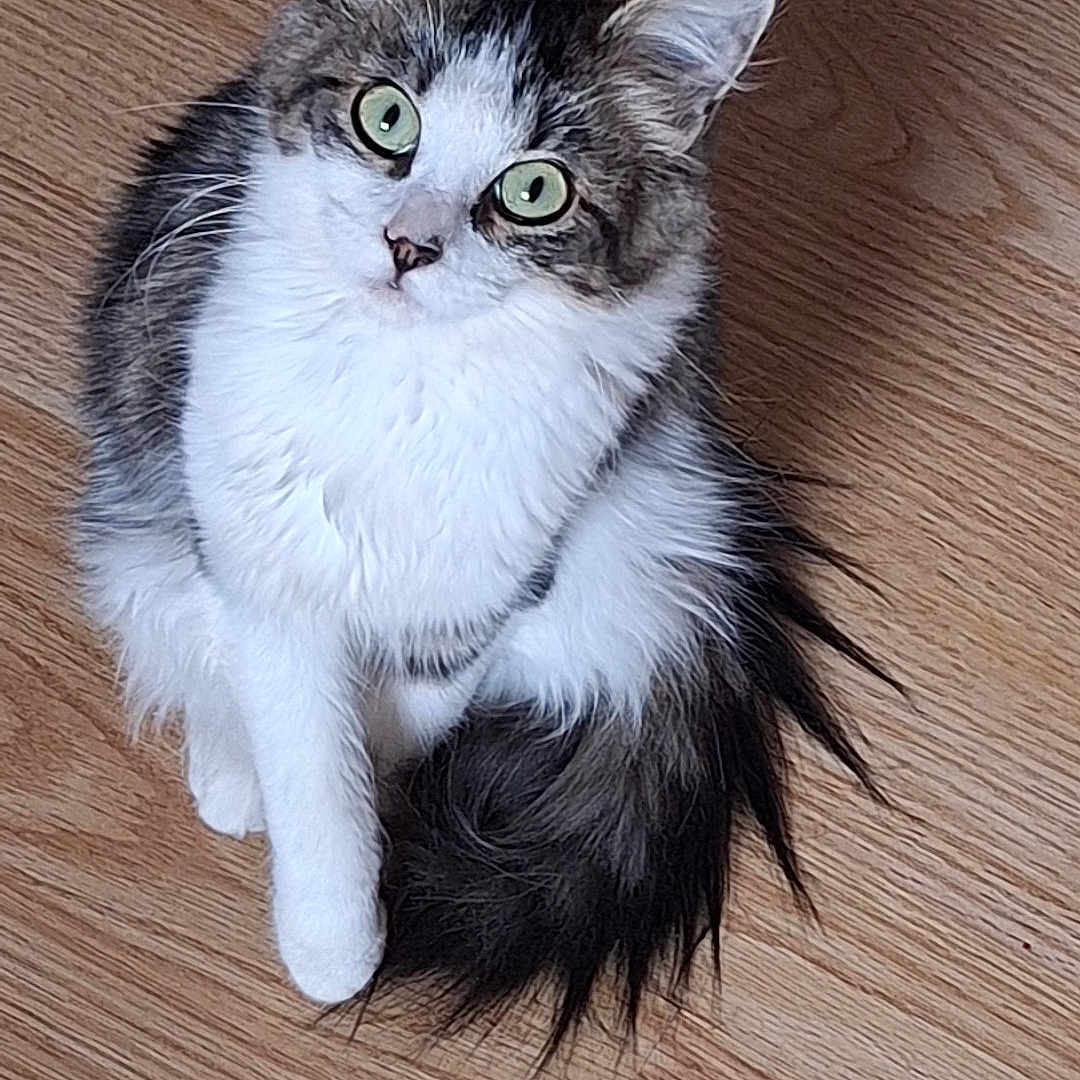 Plume participe au concours pour gagner de l'argent avec cette photo : animal, cat, curious, cute, domestic_animal, ears, feline, fluffy, fur, gray_fur, green_eyes, indoor, looking_up, paw, pet, sitting, tail, whiskers, white_fur, wooden_floor