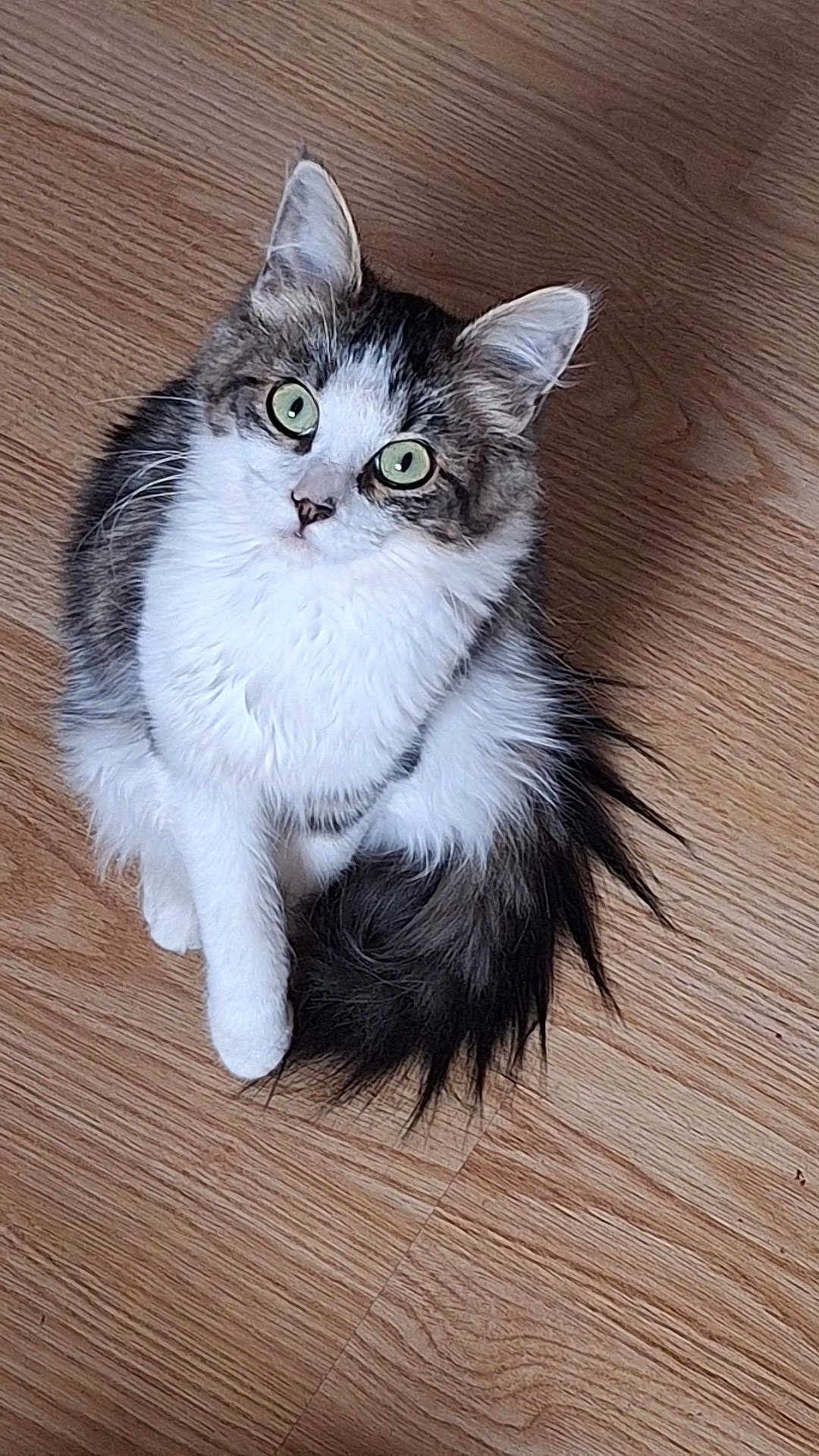 Plume participe au concours pour gagner de l'argent avec cette photo : animal, cat, curious, cute, domestic_animal, ears, feline, fluffy, fur, gray_fur, green_eyes, indoor, looking_up, paw, pet, sitting, tail, whiskers, white_fur, wooden_floor