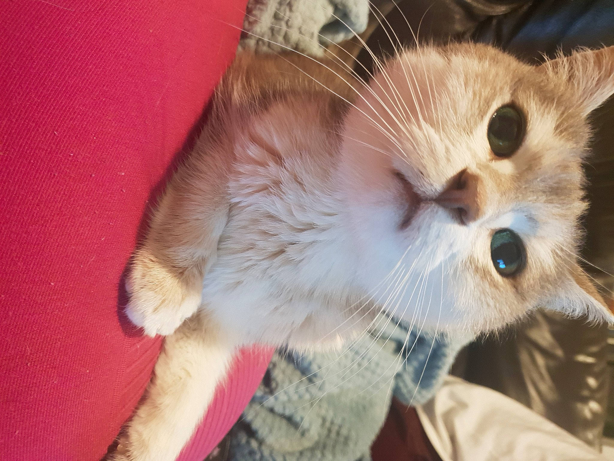 Ivy participe au concours pour gagner de l'argent avec cette photo : canidae, carnivore, cat, claw, companion_dog, domestic_short_haired_cat, fawn, felidae, fur, paw, small_to_medium_sized_cats, snout, tail, terrestrial_animal, whiskers, wildlife, wood