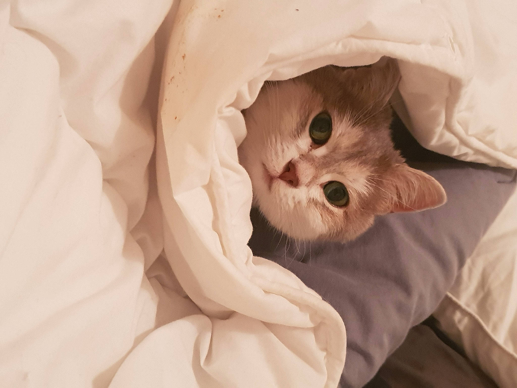 Ivy a rejoint le concours — aidez-le/la à gagner de superbes lots ! canidae, carnivore, cat, comfort, domestic_short_haired_cat, ear, eye, fawn, felidae, fur, jaw, linens, paw, peach, sleeve, small_to_medium_sized_cats, snout, terrestrial_animal, whiskers, wrinkle