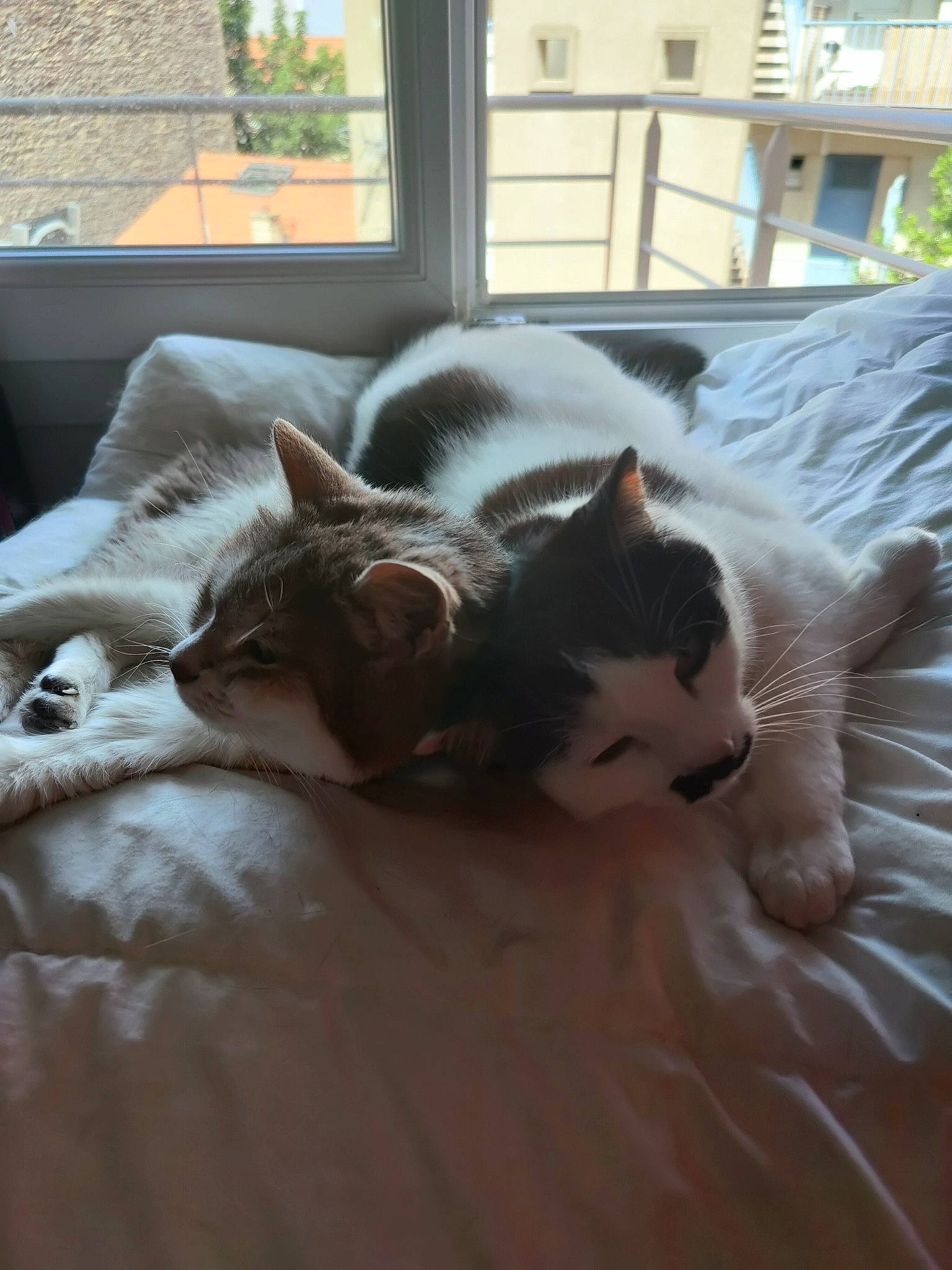 Ivy a rejoint le concours — aidez-le/la à gagner de superbes lots ! bed, carnivore, cat, comfort, couch, domestic_short_haired_cat, felidae, flooring, fur, grey, hardwood, linens, mammal, plant, small_to_medium_sized_cats, tail, vertebrate, whiskers, window, wood