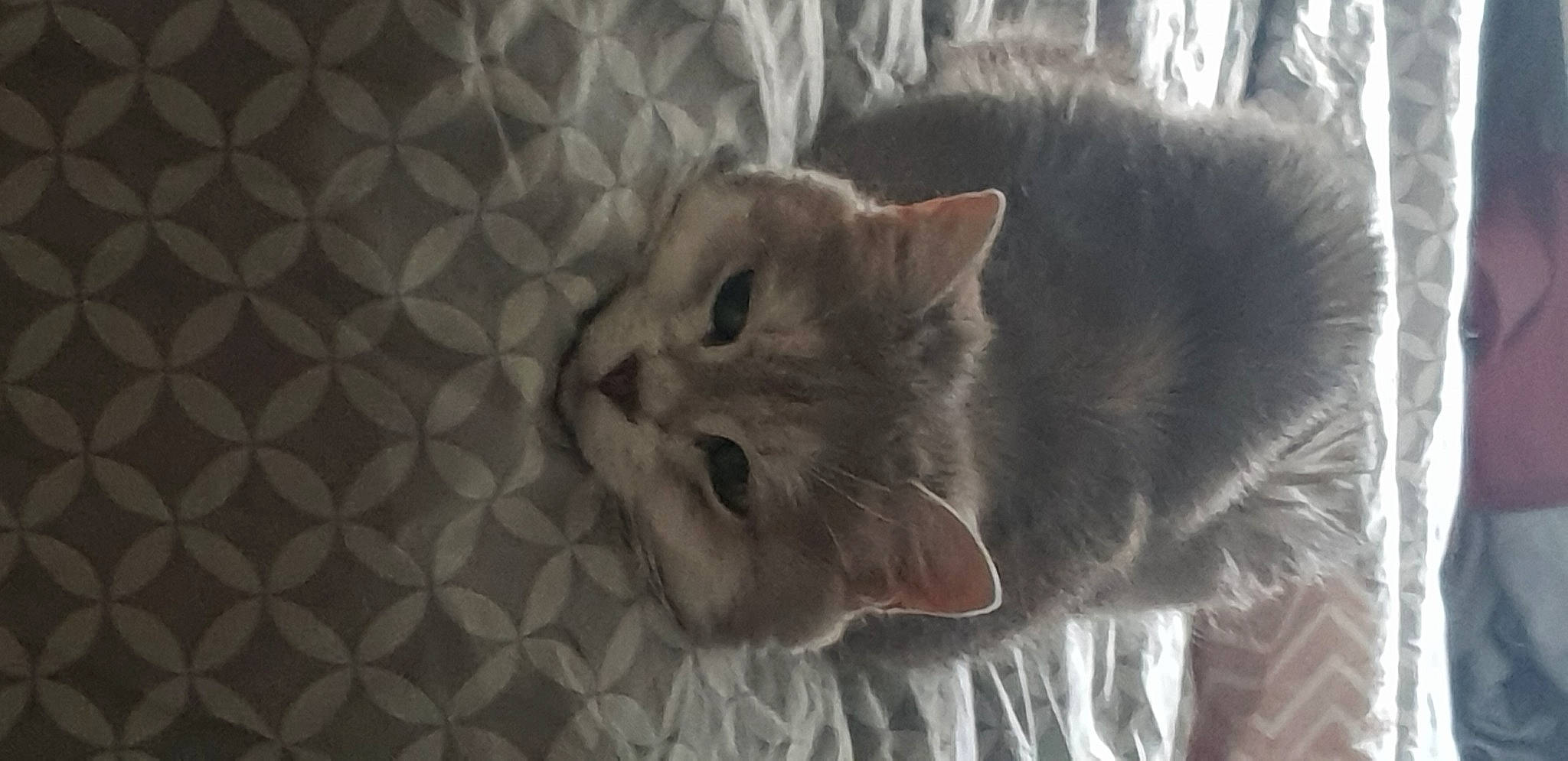 Ivy a rejoint le concours — aidez-le/la à gagner de superbes lots ! carnivore, cat, domestic_short_haired_cat, ear, eye, fawn, felidae, fur, grey, monochrome, monochrome_photography, pattern, paw, small_to_medium_sized_cats, snout, tail, terrestrial_animal, tree, whiskers, window