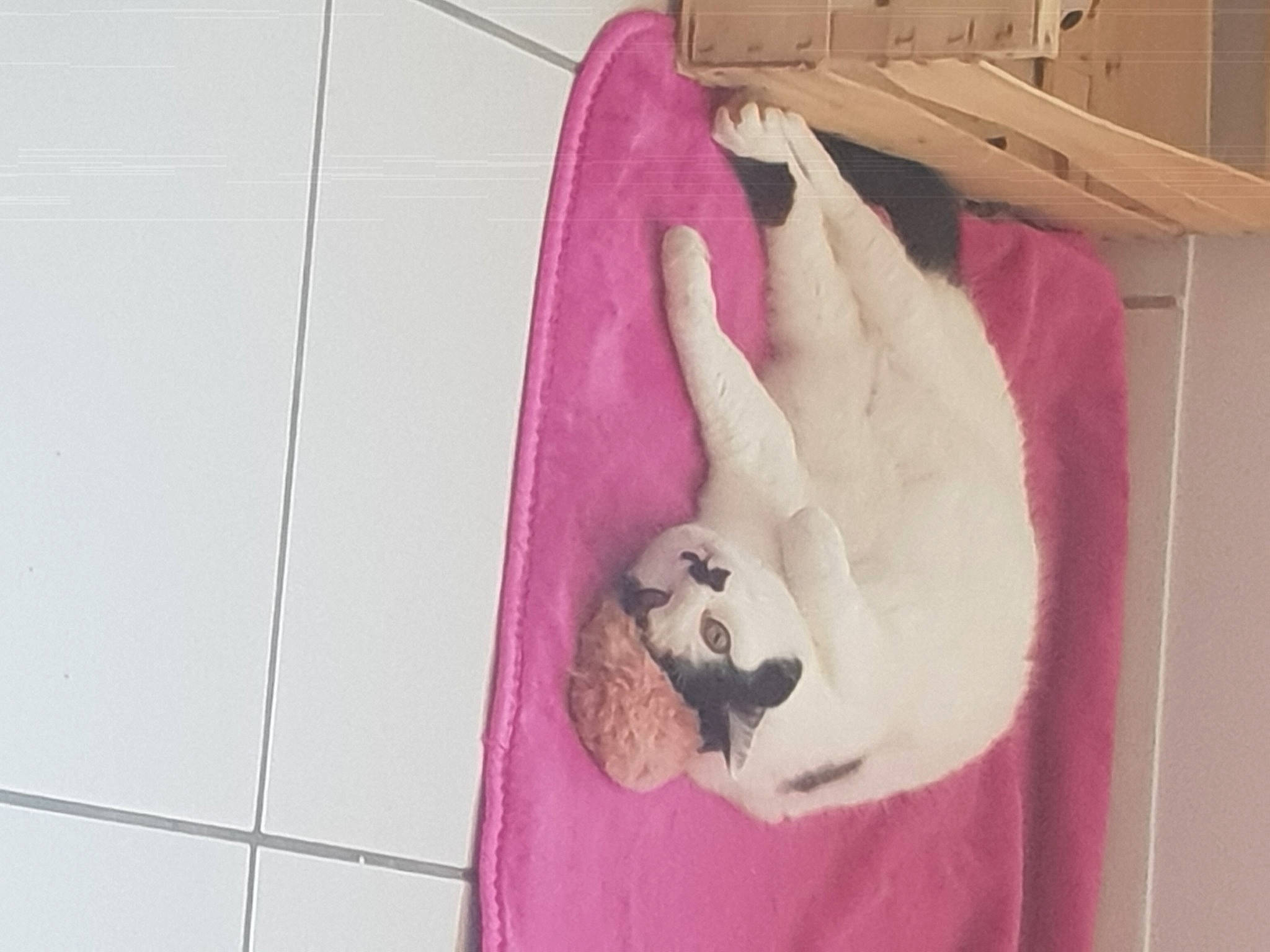 Figaro a rejoint le concours — aidez-le/la à gagner de superbes lots ! canidae, carnivore, cat, comfort, companion_dog, dog_breed, fawn, felidae, linens, magenta, pet_supply, pink, purple, small_to_medium_sized_cats, snout, sporting_group, tail, whiskers, wood, wool