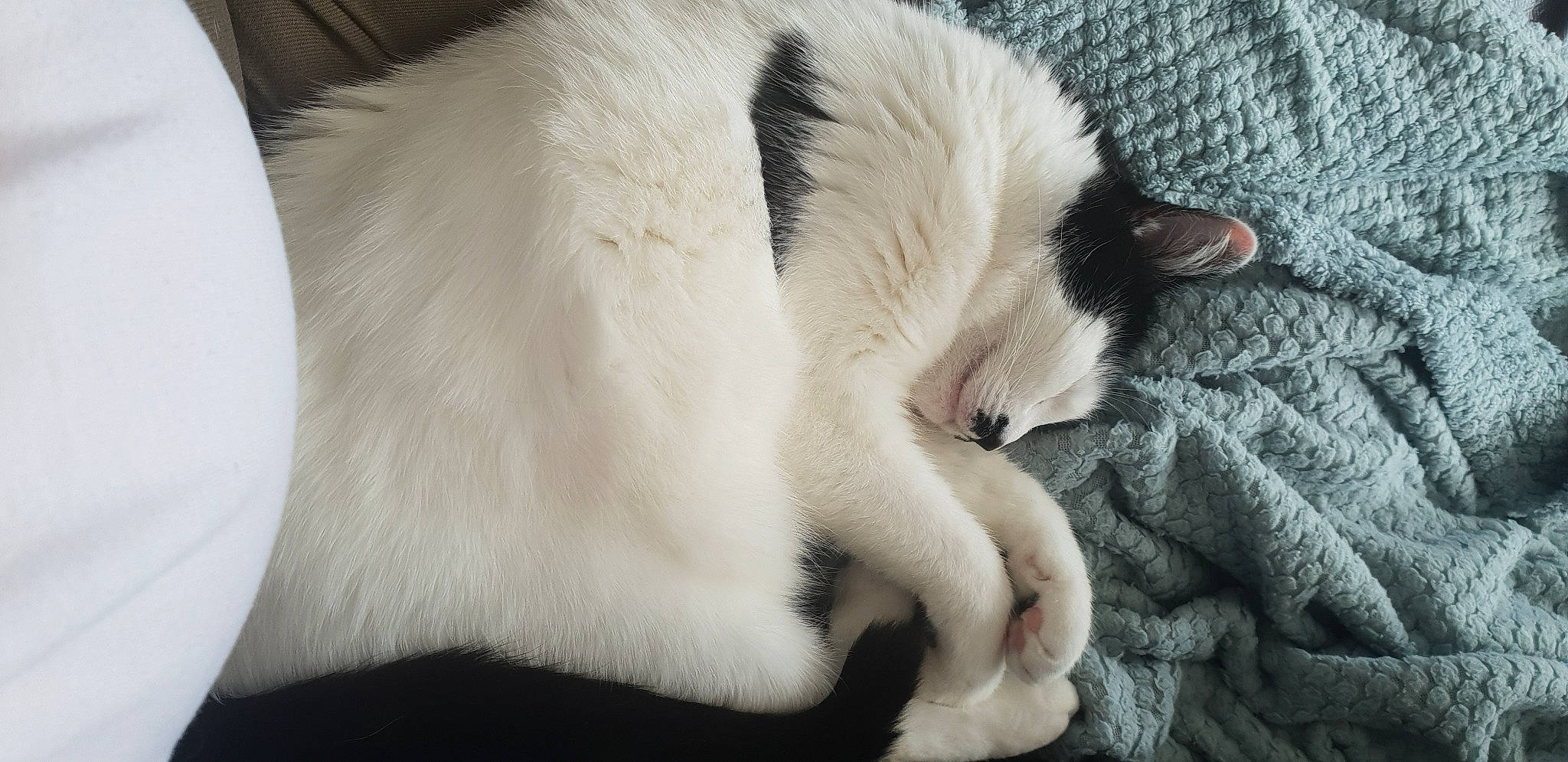 Figaro participe au concours pour gagner de l'argent avec cette photo : carnivore, cat, claw, close_up, comfort, dog_breed, domestic_short_haired_cat, ear, eye, fawn, felidae, fur, head, leg, paw, small_to_medium_sized_cats, snout, tail, whiskers, window