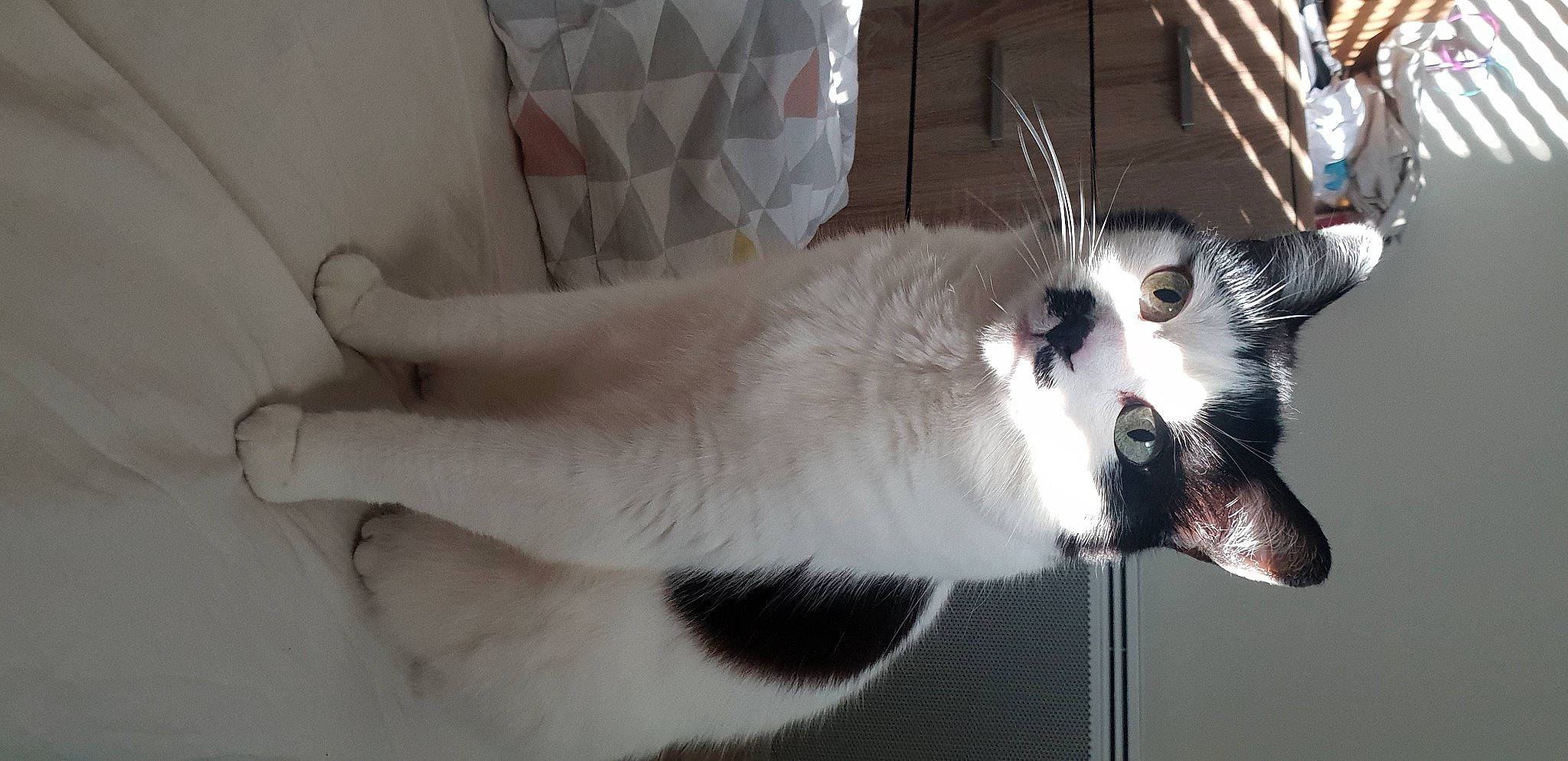 Figaro a rejoint le concours — aidez-le/la à gagner de superbes lots ! balinese, canidae, carnivore, cat, claw, collar, domestic_short_haired_cat, fang, felidae, formal_wear, fur, paw, small_to_medium_sized_cats, snout, tail, thai, whiskers