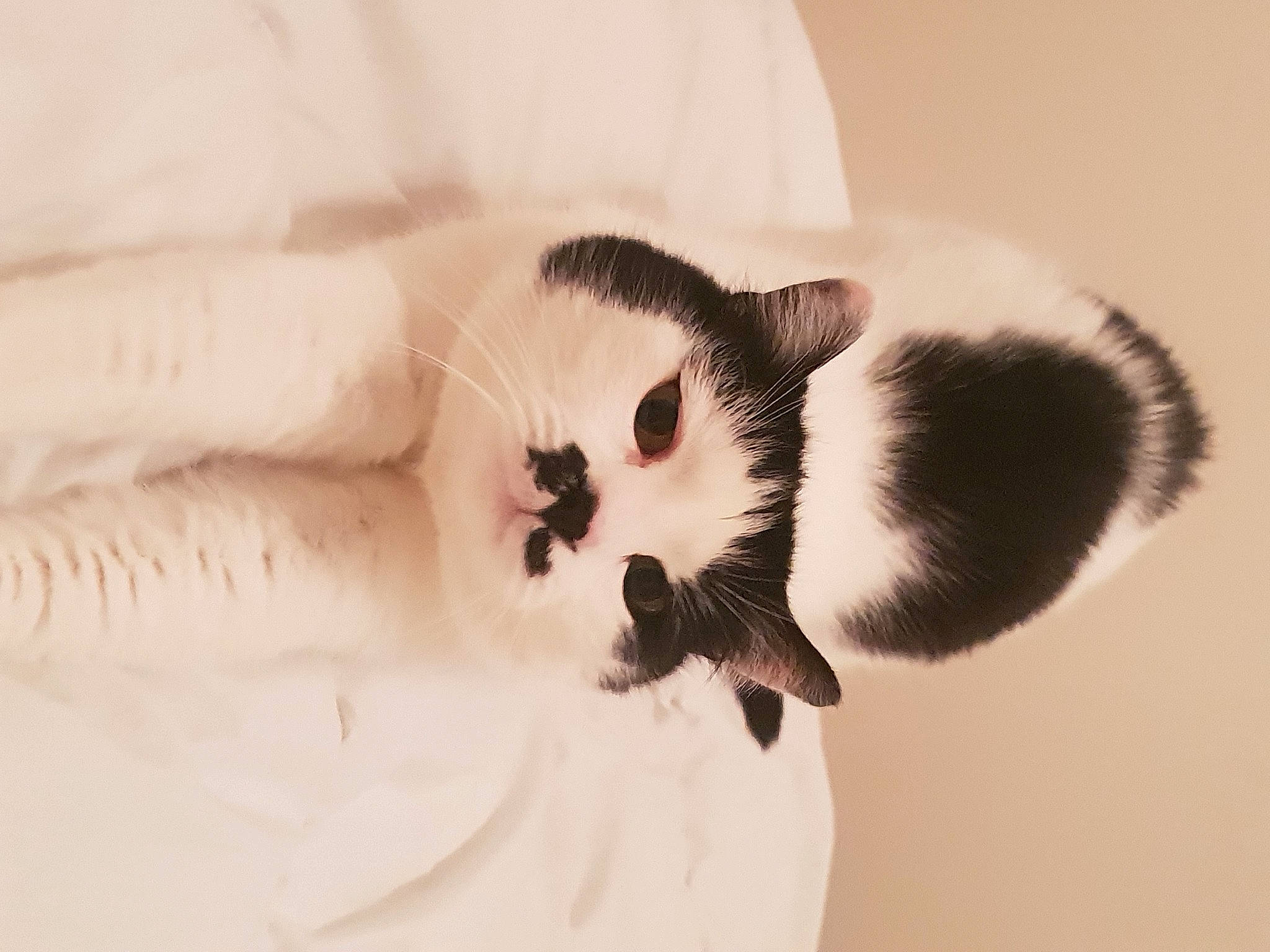 Figaro participe au concours pour gagner de l'argent avec cette photo : carnivore, cat, claw, eyelash, fawn, felidae, fur, hamster, mouse, muroidea, mustelidae, paw, pest, scottish_fold, small_to_medium_sized_cats, snout, tail, terrestrial_animal, whiskers, wildlife