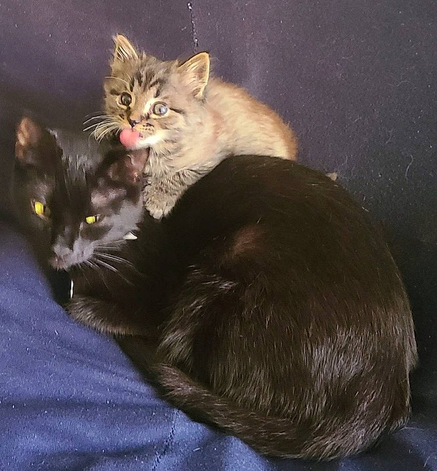 Cas joined the competition — help win amazing prizes! black_cat, carnivore, cat, cat_supply, claw, comfort, couch, darkness, domestic_short_haired_cat, felidae, fur, grey, lap, paw, sitting, small_to_medium_sized_cats, snout, tail, whiskers, window