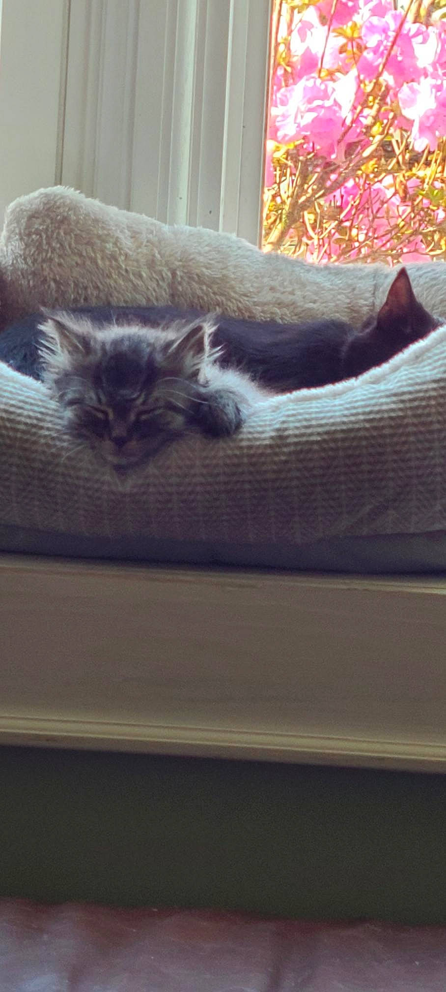 Cas is registered to the contest to win money with this photo: carnivore, cat, chair, comfort, domestic_short_haired_cat, fawn, felidae, fur, grey, hardwood, mammal, paw, small_to_medium_sized_cats, snout, tail, tints_and_shades, vertebrate, whiskers, window, wood