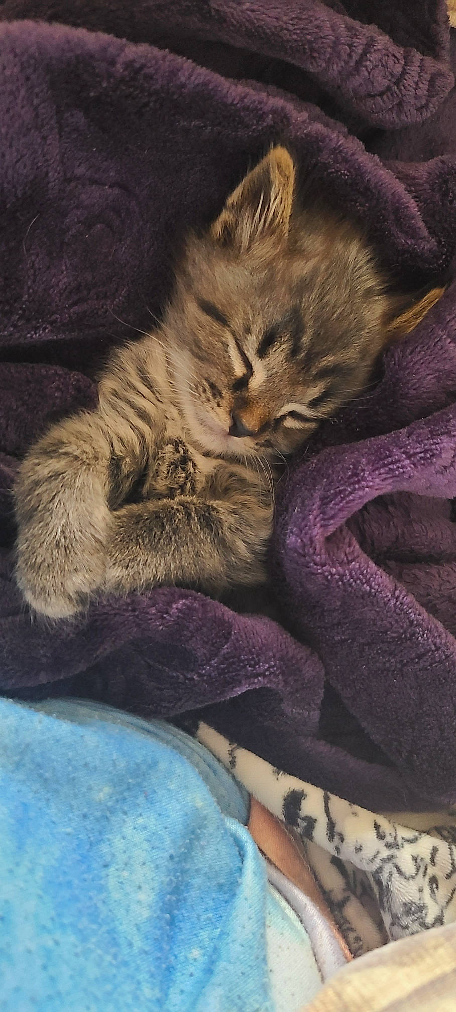 Cas is registered to the contest to win money with this photo: carnivore, cat, claw, cloud, comfort, domestic_short_haired_cat, electric_blue, felidae, fur, grey, lap, love, nap, paw, sky, sleep, small_to_medium_sized_cats, snout, tail, whiskers